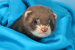 kleintierfotos frettchen