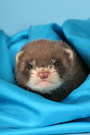 kleintierfotos frettchen