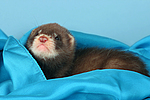 kleintierfotos frettchen