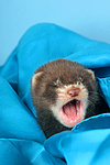 kleintierfotos frettchen