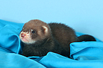 kleintierfotos frettchen