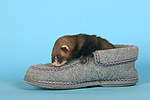 kleintierfotos frettchen