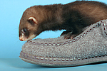 kleintierfotos frettchen