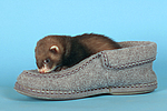 kleintierfotos frettchen