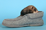 kleintierfotos frettchen