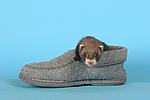 kleintierfotos frettchen