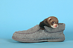 kleintierfotos frettchen