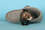 kleintierfotos frettchen