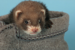kleintierfotos frettchen