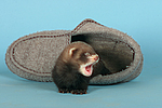 kleintierfotos frettchen