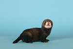 kleintierfotos frettchen