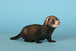 kleintierfotos frettchen