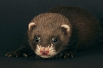 kleintierfotos frettchen