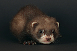 kleintierfotos frettchen