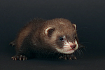kleintierfotos frettchen