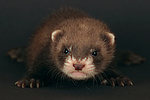 kleintierfotos frettchen