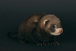 kleintierfotos frettchen