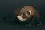 kleintierfotos frettchen