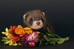 kleintierfotos frettchen