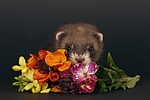 kleintierfotos frettchen