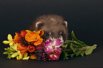 kleintierfotos frettchen