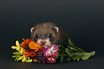 kleintierfotos frettchen