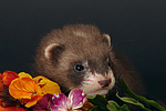 kleintierfotos frettchen