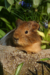 kleintierfotos meerschwein_-_glatthaarig
