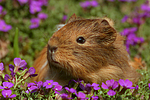 kleintierfotos meerschwein_-_glatthaarig