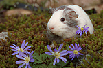 kleintierfotos meerschwein_-_glatthaarig