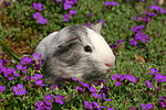 kleintierfotos meerschwein_-_glatthaarig
