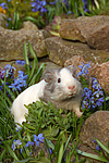 kleintierfotos meerschwein_-_glatthaarig