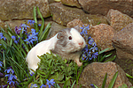 kleintierfotos meerschwein_-_glatthaarig