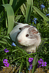 kleintierfotos meerschwein_-_glatthaarig