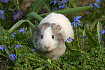 kleintierfotos meerschwein_-_glatthaarig