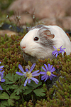 kleintierfotos meerschwein_-_glatthaarig