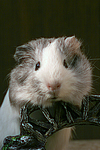 kleintierfotos meerschwein_-_glatthaarig