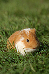 kleintierfotos meerschwein_-_glatthaarig