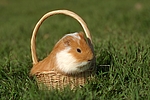 kleintierfotos meerschwein_-_glatthaarig