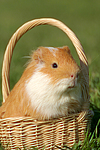 kleintierfotos meerschwein_-_glatthaarig