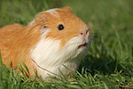 kleintierfotos meerschwein_-_glatthaarig