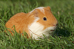kleintierfotos meerschwein_-_glatthaarig