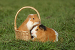 kleintierfotos meerschwein_-_glatthaarig