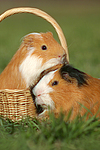 kleintierfotos meerschwein_-_glatthaarig