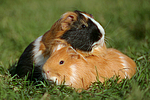 kleintierfotos meerschwein_-_glatthaarig