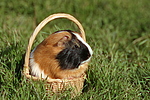 kleintierfotos meerschwein_-_glatthaarig