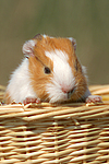 kleintierfotos meerschwein_-_glatthaarig