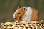 kleintierfotos meerschwein_-_glatthaarig