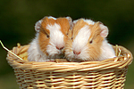 kleintierfotos meerschwein_-_glatthaarig