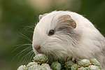 kleintierfotos meerschwein_-_glatthaarig